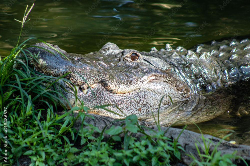 American alligator