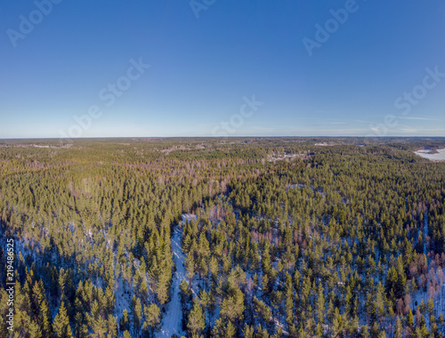 Forest in winter