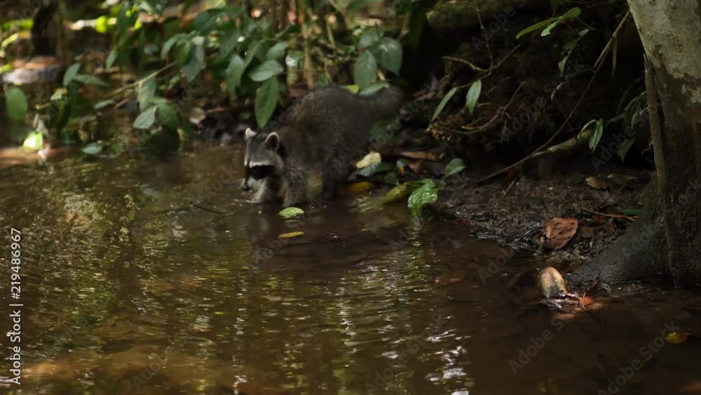 Pan left, raccoon walks in river Pan left, raccoon walks in river