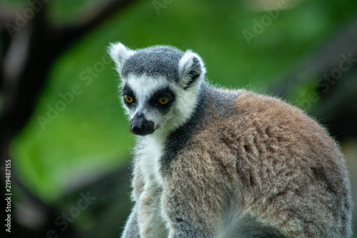 Ringtailed lemur