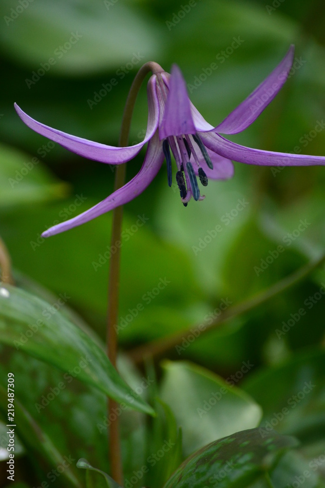 カタクリの花 カタクリの花