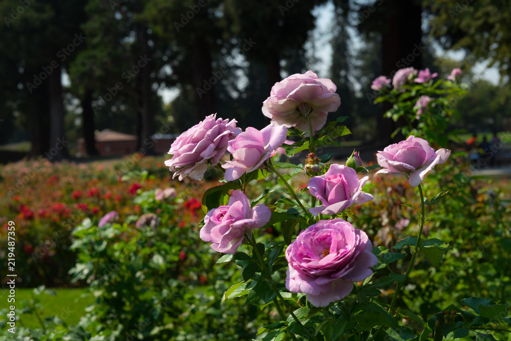 pink rose in Rose Gardens
