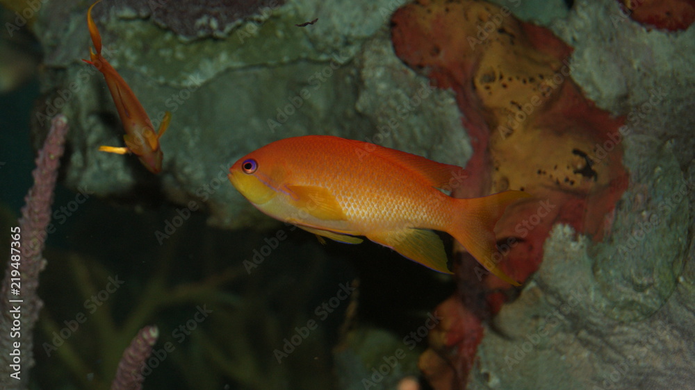 Cute irange tropical fish