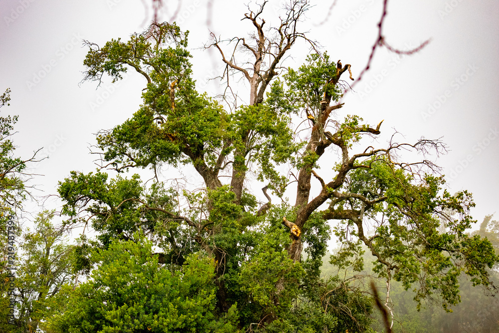 árbol nativo co. neblina roble tronco árbol nativo co. neblina roble tronco