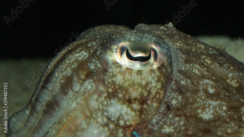 Close up eye of a squid cuttlefish