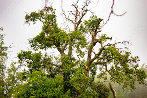 árbol nativo co. neblina roble tronco