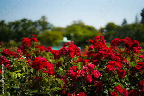 red rose in Rose Gardens