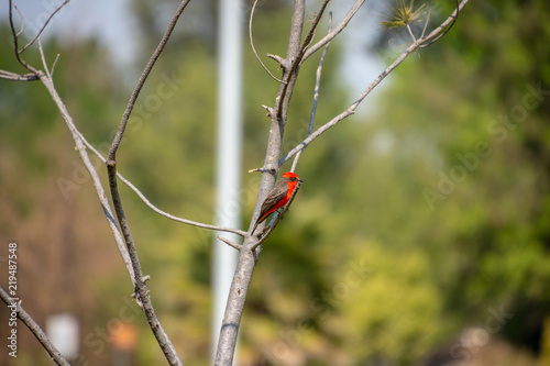 PAJARO CAFE CON ROJO © Eduardo González