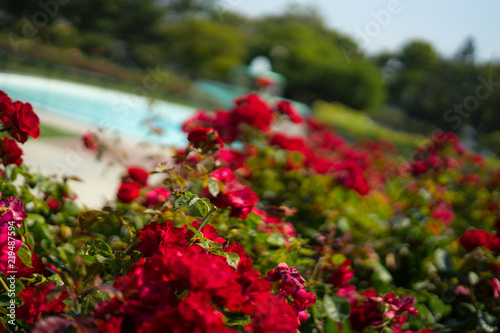 red rose in Rose Gardens