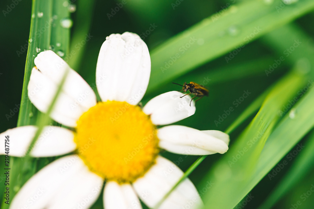 Obraz premium Small beetle Cerambycidae on daisy near shiny green grass with dew drops close-up with copy space. Pure, pleasant, nice greenery with rain drops in sunlight near chamomile. Plants in rain weather.
