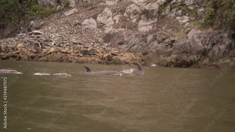 POV, watching dolphins near shore in slow motion POV, watching dolphins near shore in slow motion