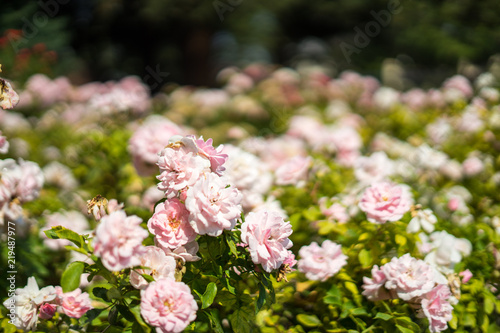 pink rose in Rose Gardens