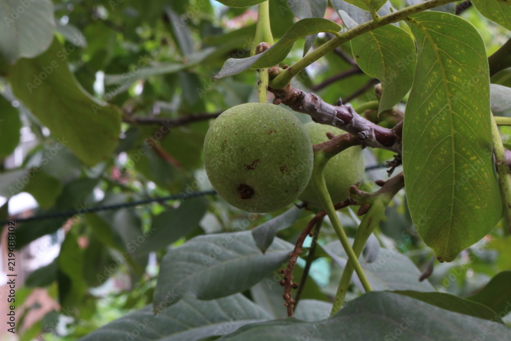 Green guava fruit on plant with green leaves background Green guava fruit on plant with green leaves background