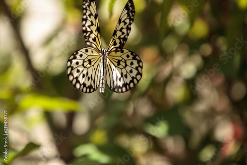 Mating dance of the Tree nymph butterfly Idea malabarica photo