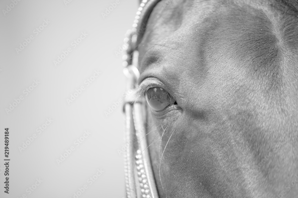 Fototapeta premium Pferde Auge Schwarz weiß