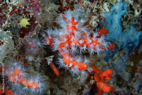 Fototapeta Naklejka Na Ścianę i Meble -  Mediterranean red coral Corallium rubrum