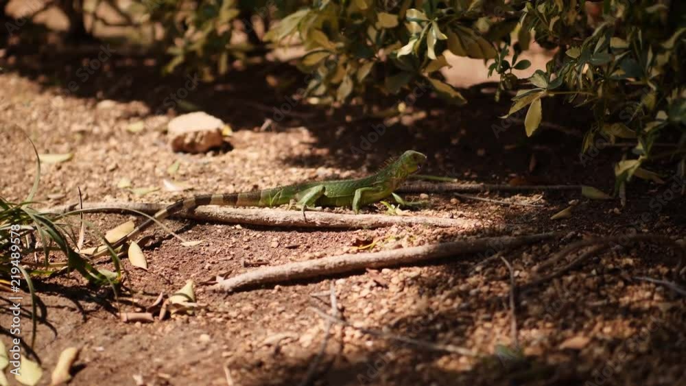 Close up, baby iguana on forest floor Close up, baby iguana on forest floor