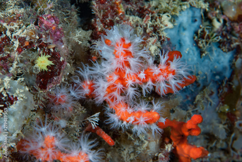 Mediterranean red coral Corallium rubrum photo