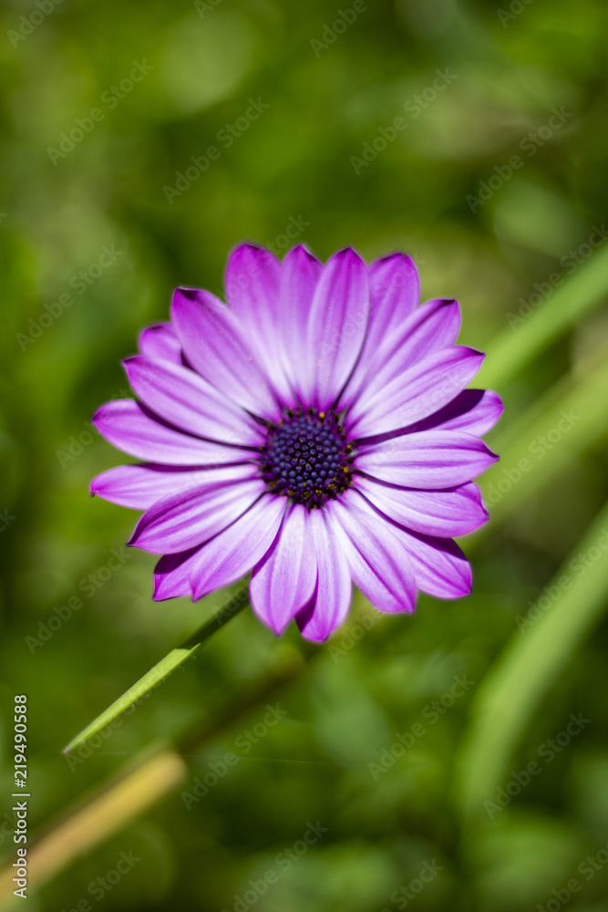 Daisy on a beautiful sunny day Daisy on a beautiful sunny day