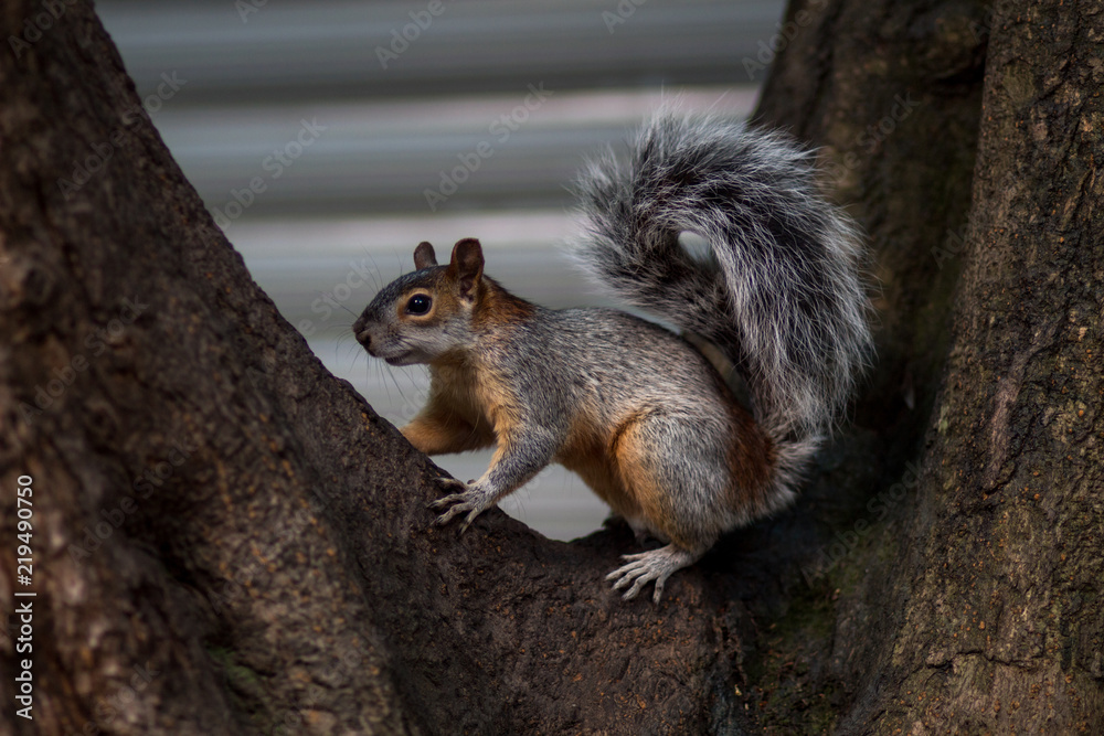 Squirrel Squirrel