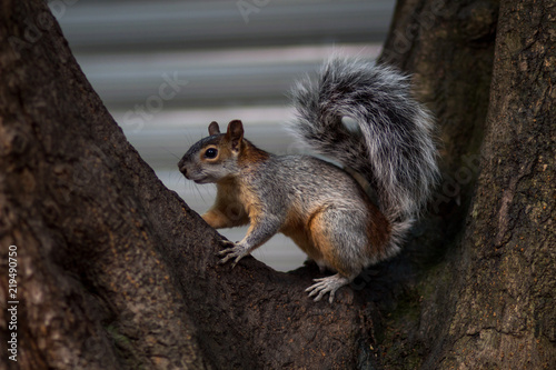 Squirrel  © Pablo