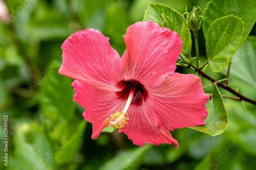 Pink hibiscus
