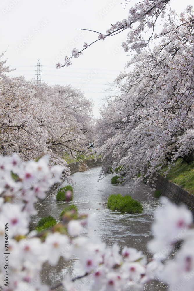 五条川の桜並木／愛知県丹羽郡大口町