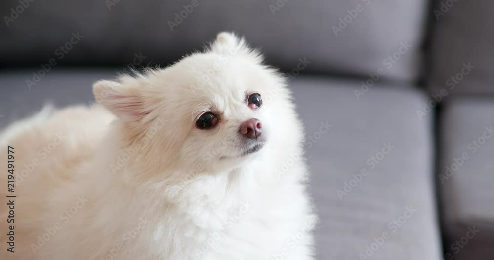 White pomeranian dog White pomeranian dog