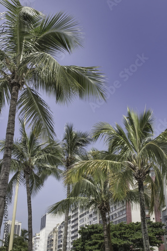 Some palm trees at Leme in Rio de Janeiro Brazil © ADLC