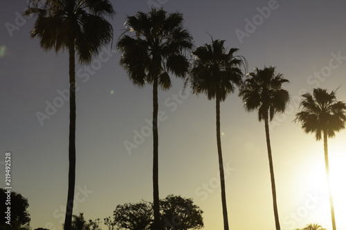 Canvastavla Palm trees in an evening sun at LAX airport in Los Angeles California