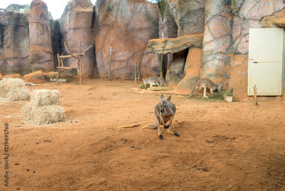 Family of australian kangaroos standing on the ground Family of australian kangaroos standing on the ground