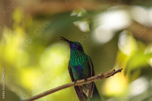 Sparkling violet ear hummingbird Colibri coruscans photo