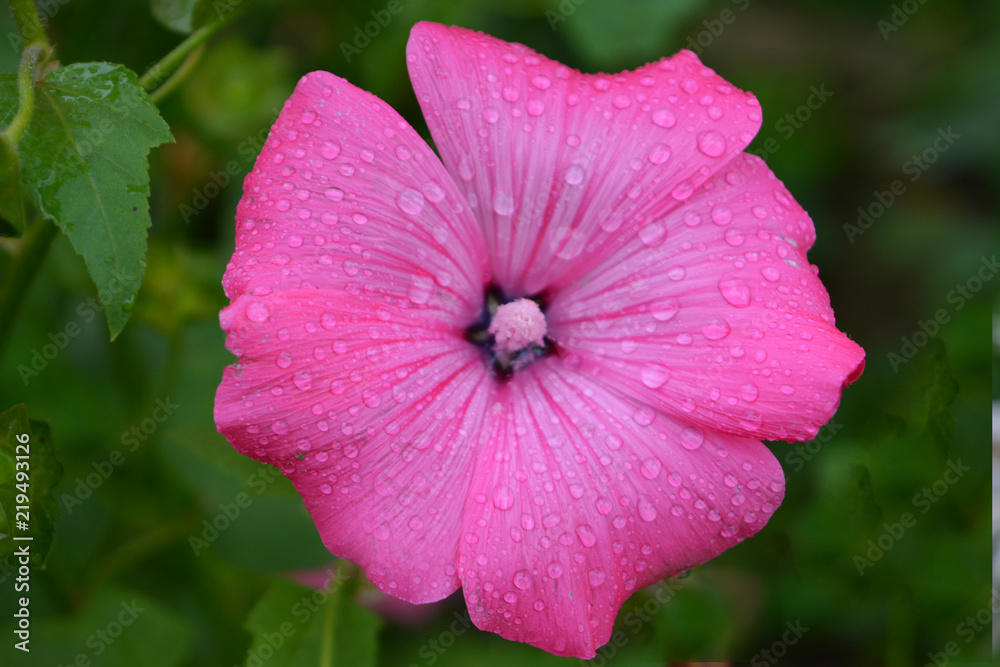 delicate pink flower mallow with drops of dew, a wonderful morning summer nature