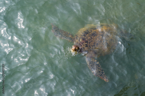 Sea turtle in the ocean