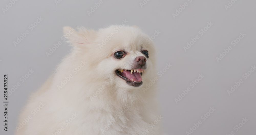 Fototapeta premium White Pomeranian dog barking