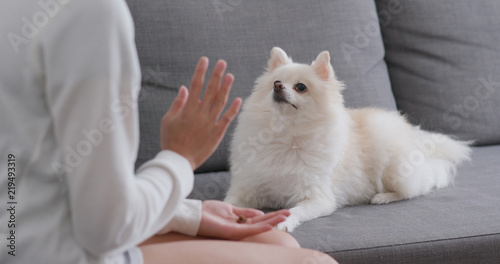 Woman training Pomeranian dog at home