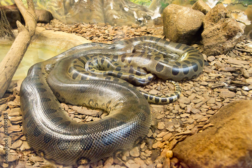 Jiboia (Epicrates cenchria) is a boa species photo