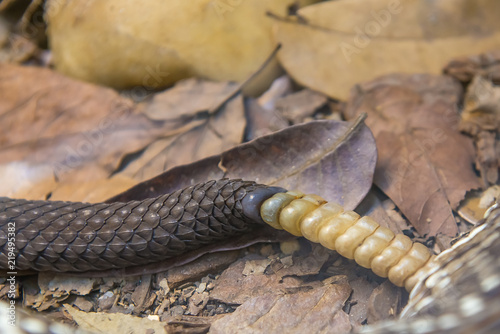 Close up view of a Brazilian Rattlesnake tail photo