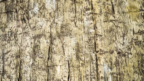 Wood texture or background