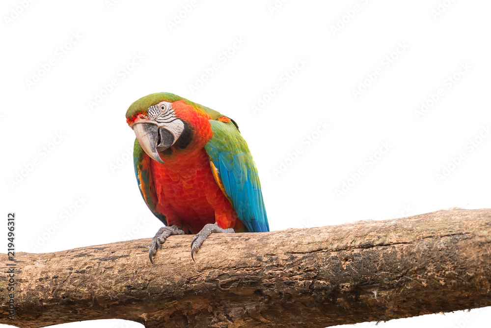 Colorful Macaw aviary on white isolated background Colorful Macaw aviary on white isolated background