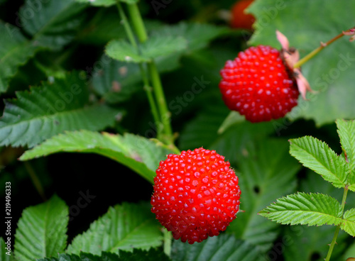 roseleaf raspberry or Rubus rosifolius (hybrid of raspberry and strawberry),