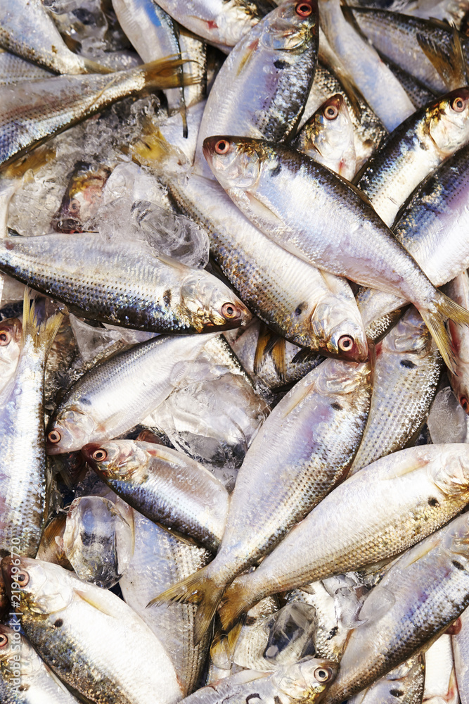 fresh fish at the market