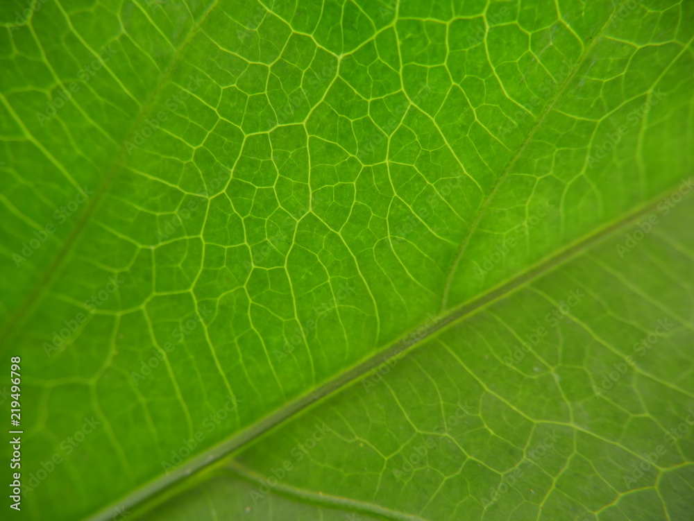 Leaf Leaf