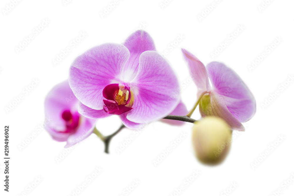 pink phalaenopsis orchids isolated on white background pink phalaenopsis orchids isolated on white background