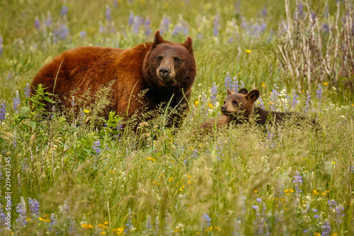Mama bear with her cubs in Waterton Lakes NP, Canada
