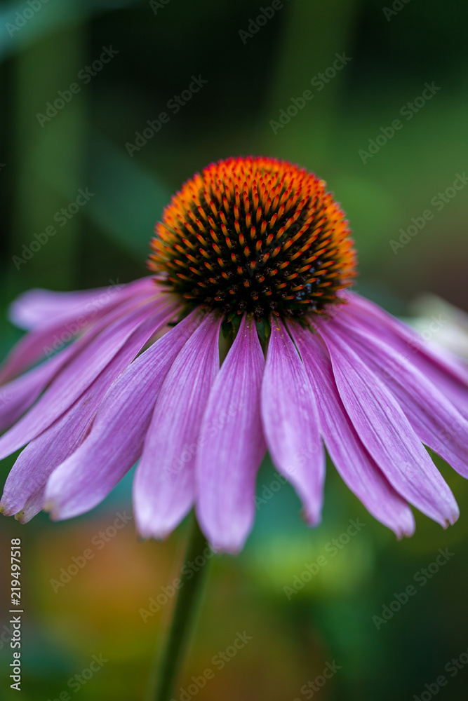 Beautiful macro flower shots with dreamy bokeh background Beautiful macro flower shots with dreamy bokeh background