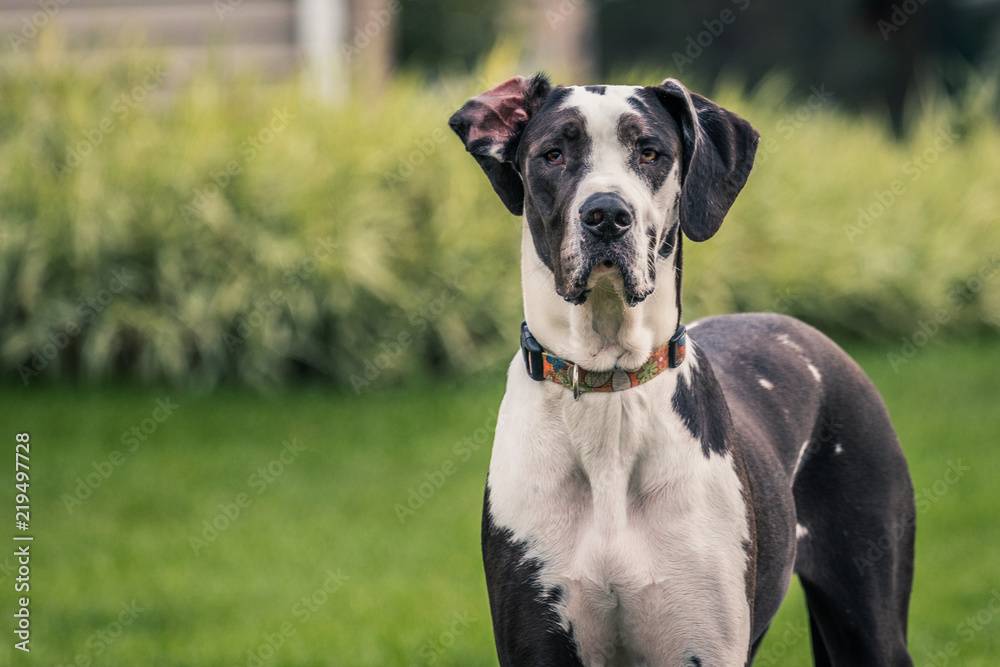 Tall, black and white Great Dane dog  staring at the camera.