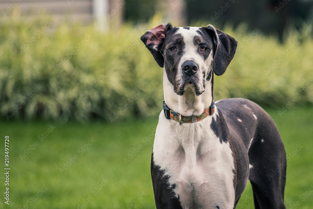 Tall, black and white Great Dane dog staring at the camera. Tall, black and white Great Dane dog staring at the camera.