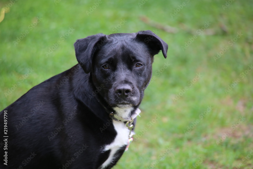 A portrait of a black and white Labrador retriever dog