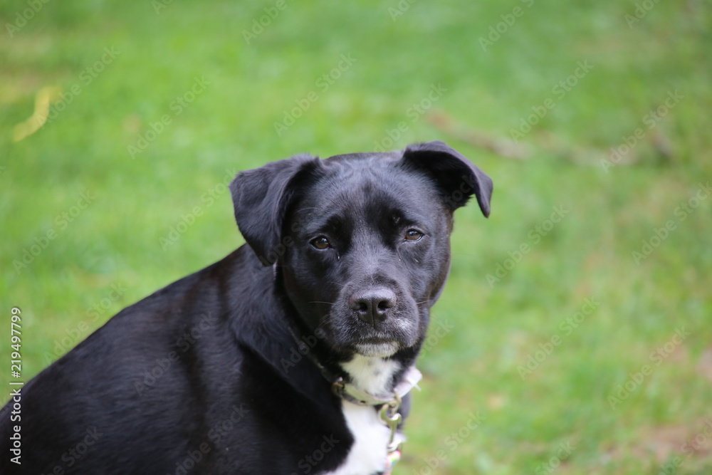 A portrait of a black and white Labrador retriever dog